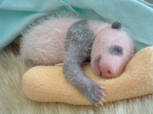 Newborn Baby Panda