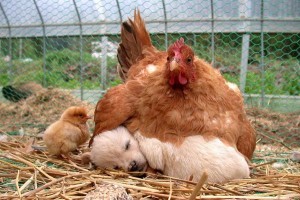Hen keeping a Puppy Warm.