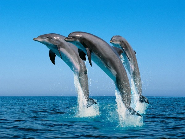 Baby Dolphin