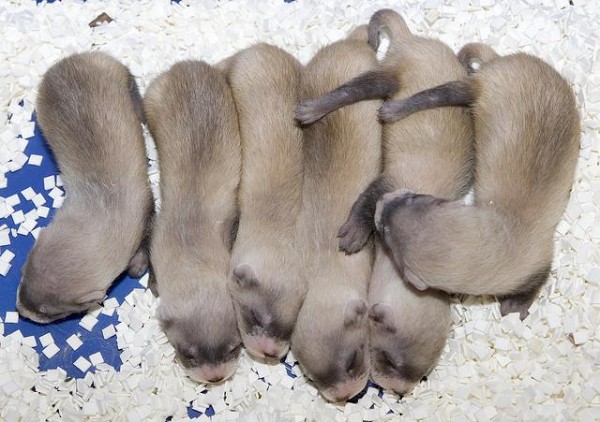 Baby Ferrets