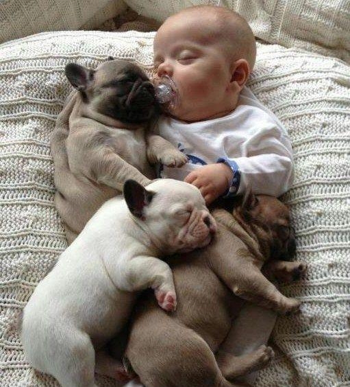 3 Pugs sleeping on a baby