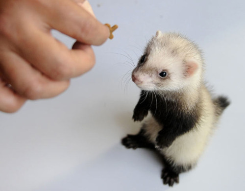 cute-baby-ferret_picture