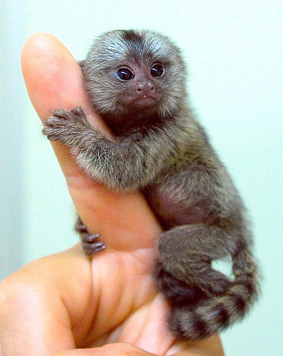 Marmoste Monkey