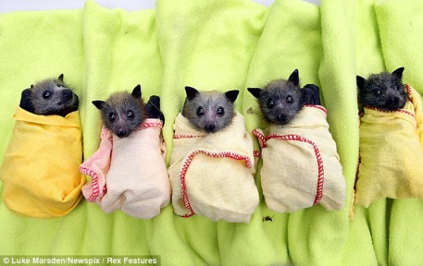 Cute baby bats