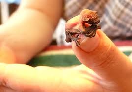 Tiny Baby Bat photo