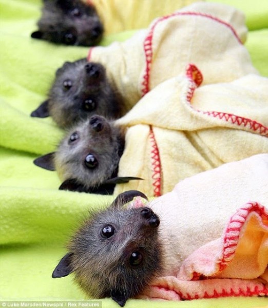 Baby bats to love