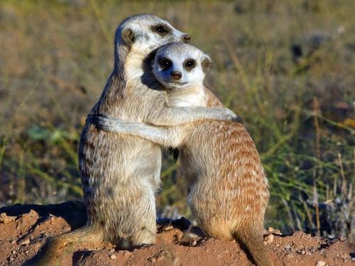 Meerkat photos