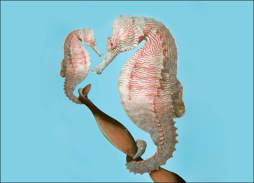 Baby Sea Horse