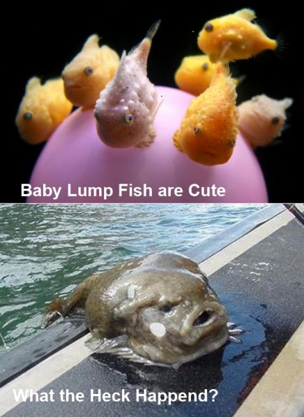 Lump Fish