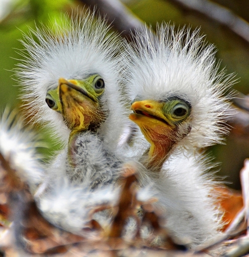 Baby Birds Egrets