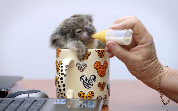 Baby Koala in a Teacup.  Teacup.