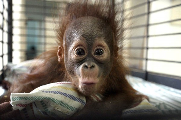 Baby orangutan
