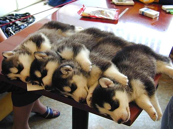 Puppy Nap Puppy photo. Cute napping puppies.