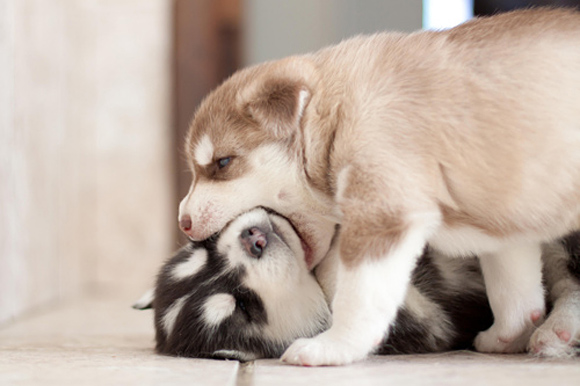 Tag you're it Puppy play
