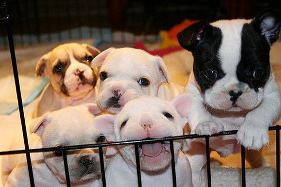 Puppy Play Pen Cutest Puppies