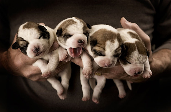 Puppies-l 4 puppies in hands