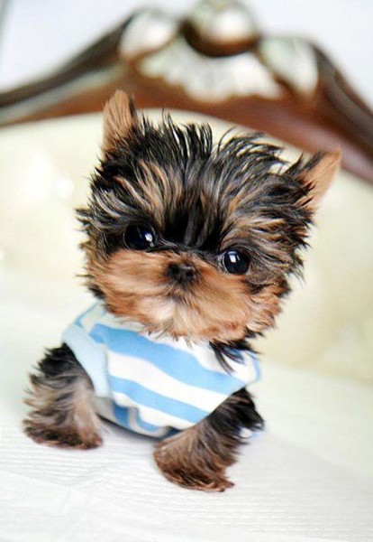 Yep. I am cute Tiny cute puppy photo