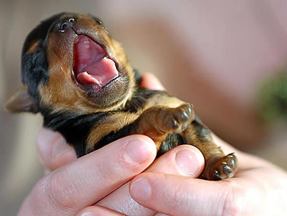 Tiny puppy yawning Tiny Puppy Photo