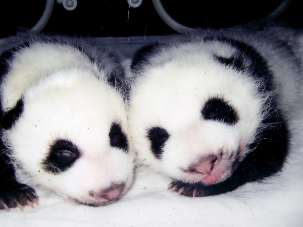 Baby Pandas