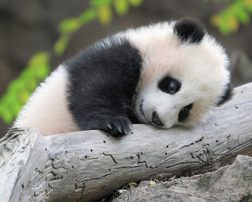 Baby Panda in a Tree