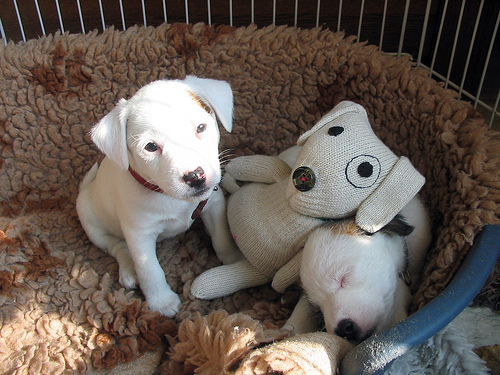 cute-adorable-puppy Cutest puppy photos