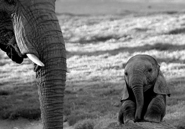 Cute baby Elephant Photo