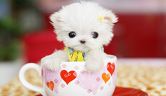 Is this a real puppy Tea cup puppy photo