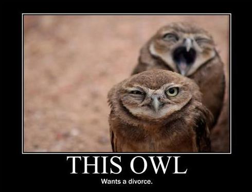 Funny Demotivational poster Owl