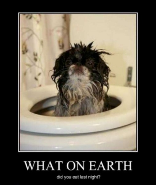 Puppy demotivational poster