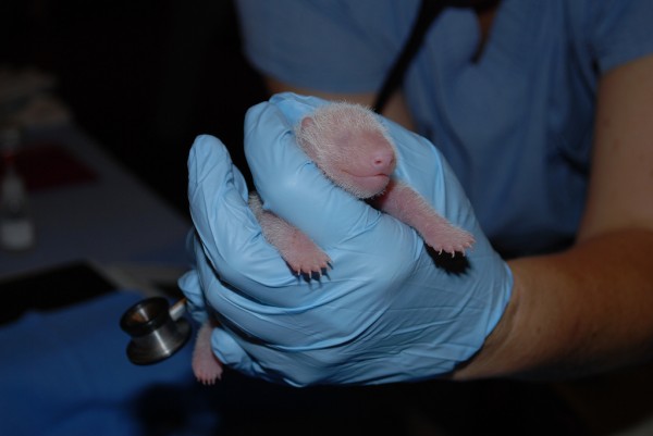 Newborn panda