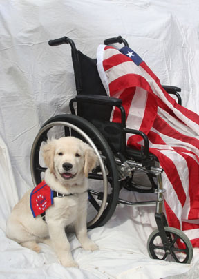 Patriot Service Dog